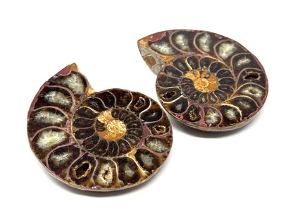 Ammonite Pair 6.3cm