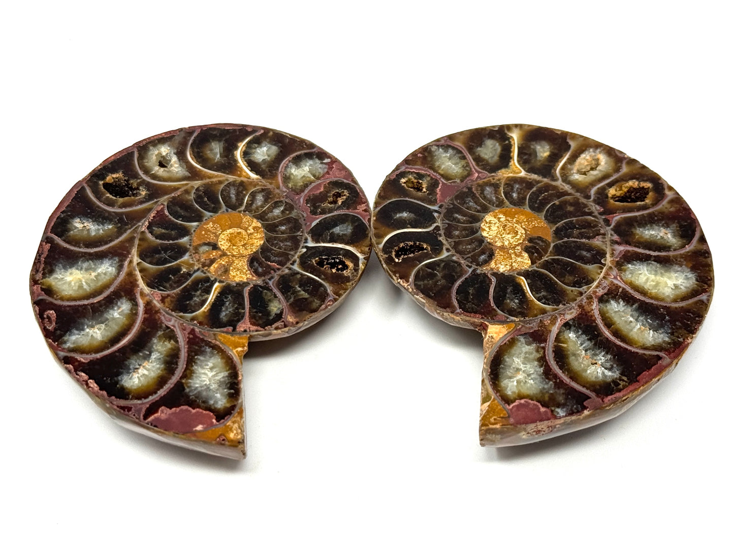 Ammonite Pair 6.3cm
