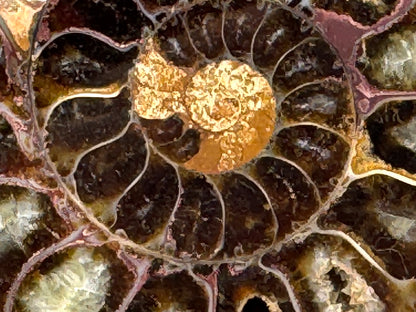 Ammonite Pair 6.3cm