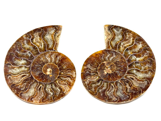 Ammonite Pair 8.9cm