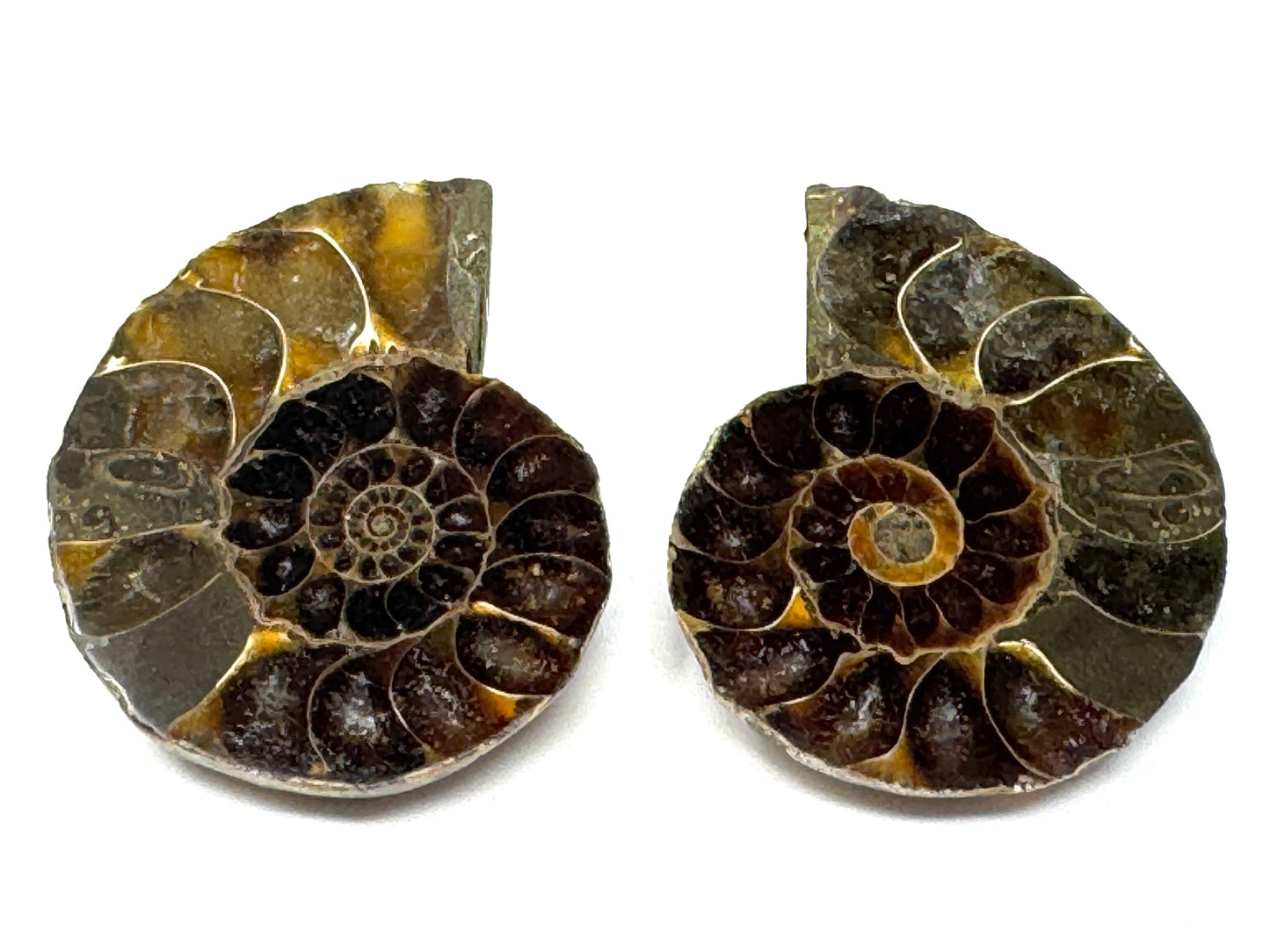 Ammonite Pair 4.1cm