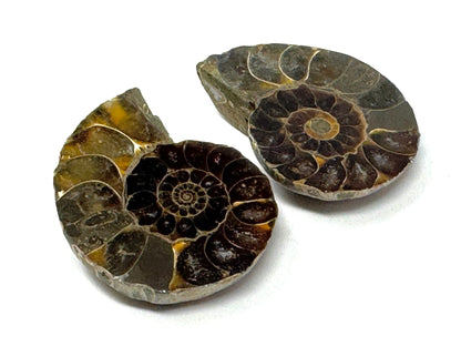 Ammonite Pair 4.1cm