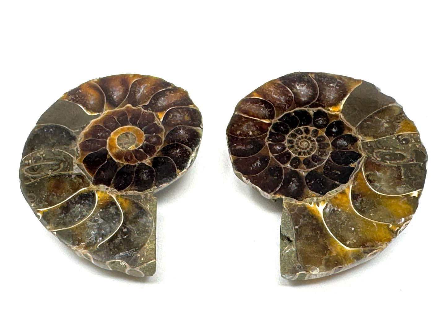 Ammonite Pair 4.1cm