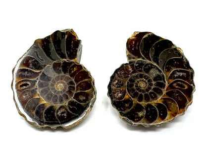Ammonite Pair 4.3cm