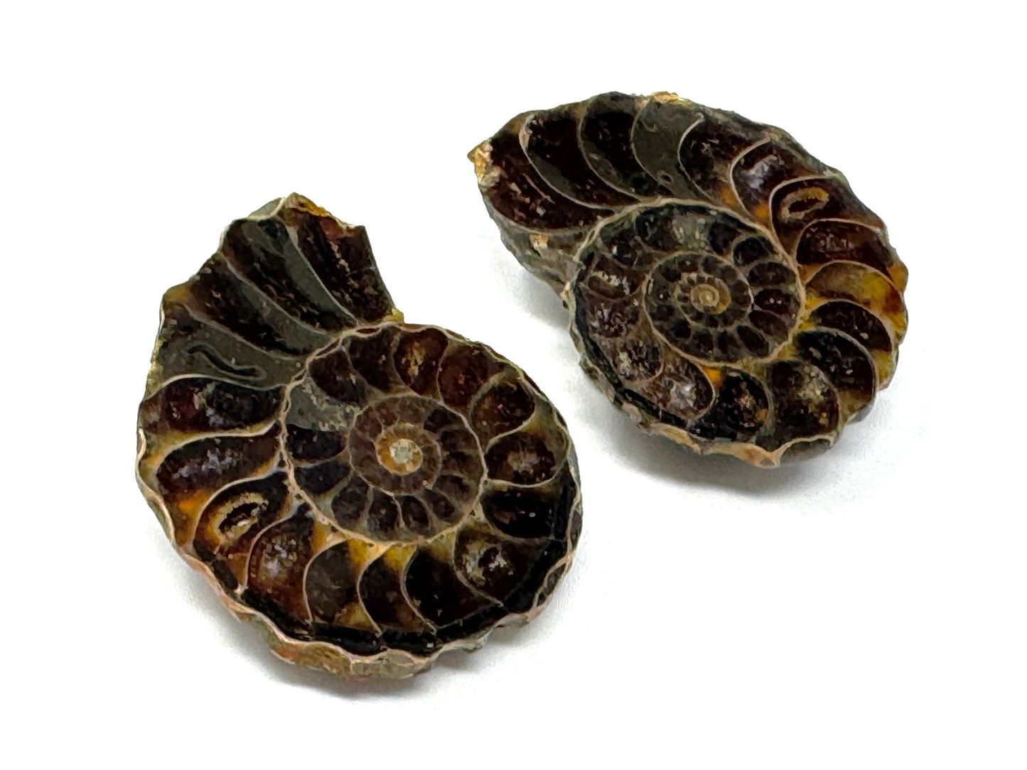 Ammonite Pair 4.3cm