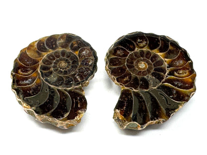 Ammonite Pair 4.3cm