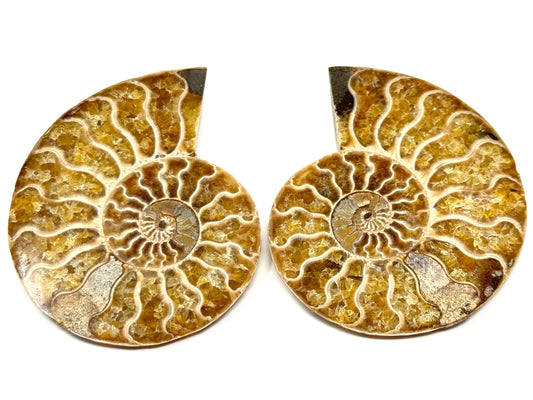 Ammonite Pair 7.4cm