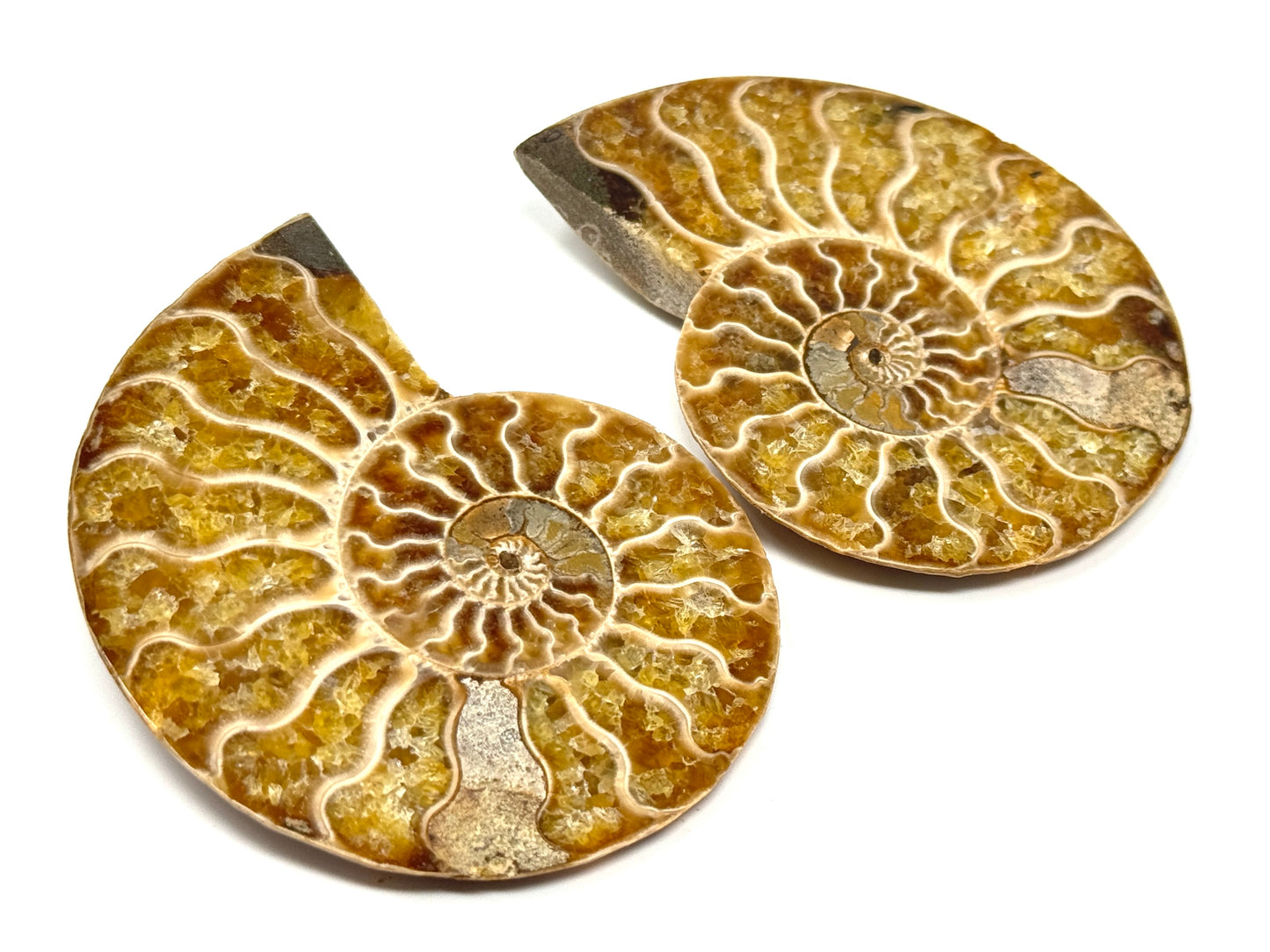 Ammonite Pair 7.4cm