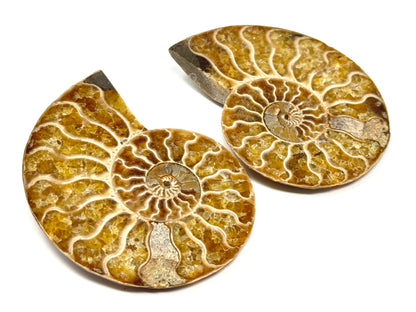 Ammonite Pair 7.4cm