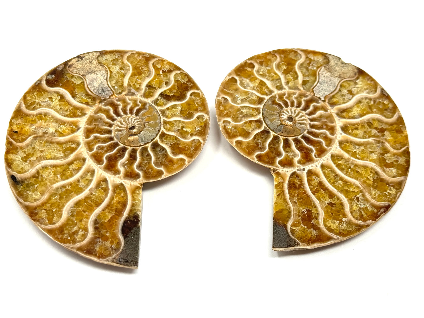 Ammonite Pair 7.4cm