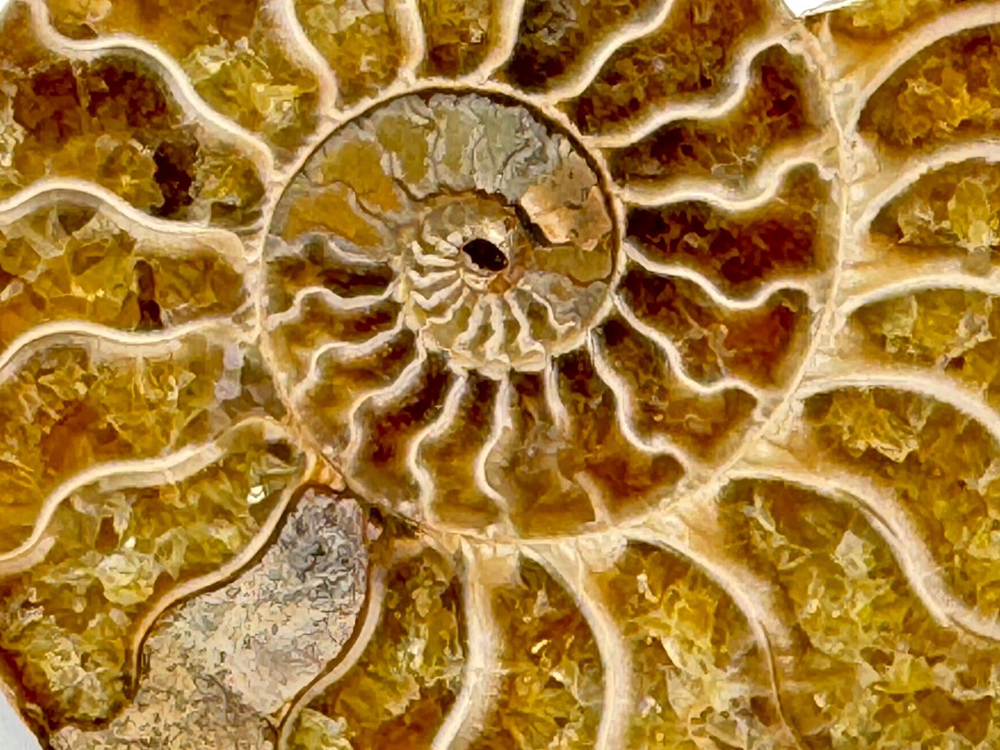 Ammonite Pair 7.4cm