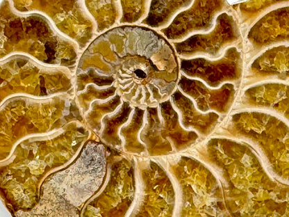 Ammonite Pair 7.4cm