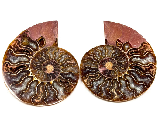 Ammonite Pair 8.2cm