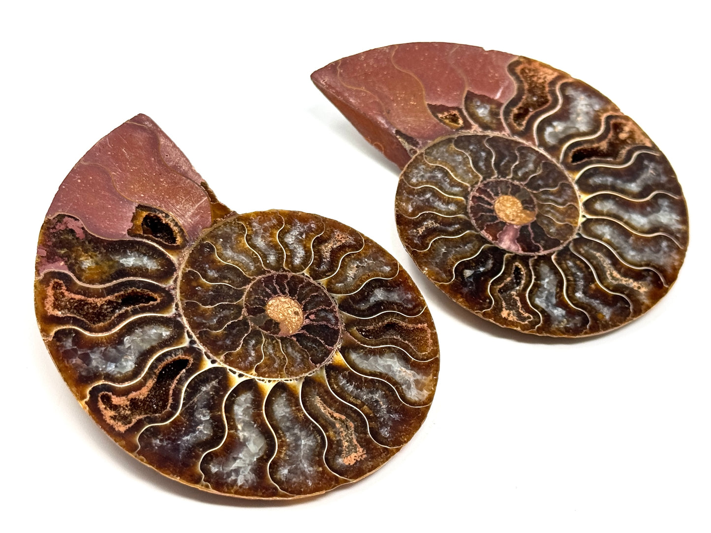 Ammonite Pair 8.2cm
