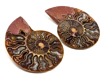 Ammonite Pair 8.2cm