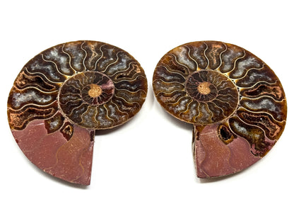 Ammonite Pair 8.2cm