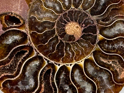 Ammonite Pair 8.2cm