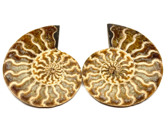 Ammonite Pair 9.4cm