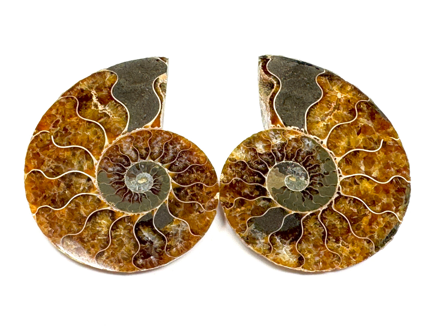Ammonite Pair 6.8cm