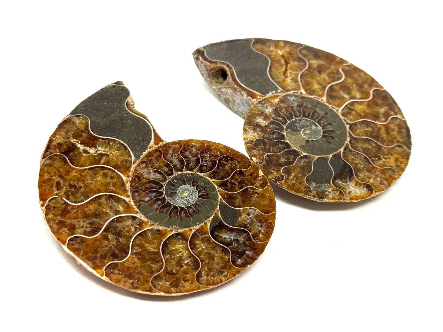 Ammonite Pair 6.8cm