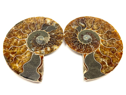 Ammonite Pair 6.8cm