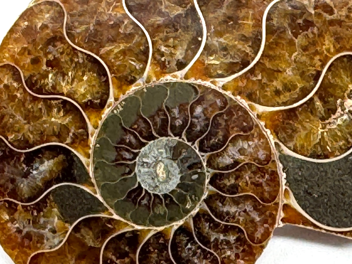 Ammonite Pair 6.8cm