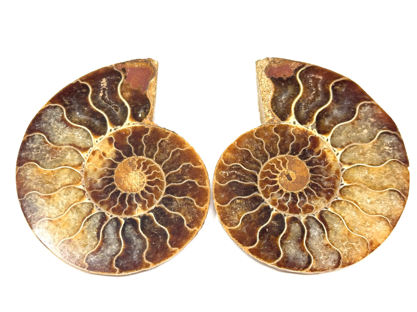 Ammonite Pair 7cm