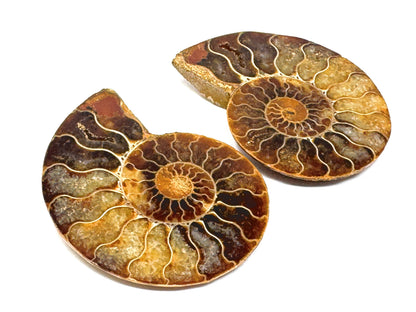 Ammonite Pair 7cm