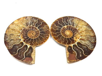 Ammonite Pair 7cm