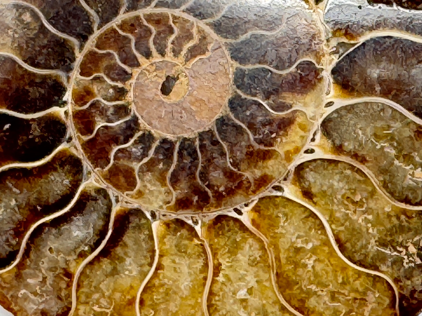 Ammonite Pair 7cm