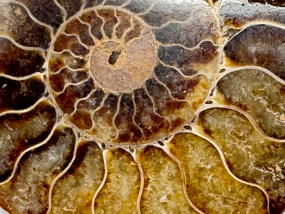 Ammonite Pair 7cm