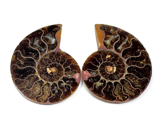 Ammonite Pair 6.2cm