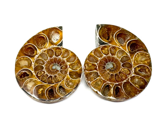 Ammonite Pair 5.7cm
