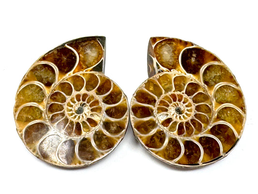 Ammonite Pair 5.4cm