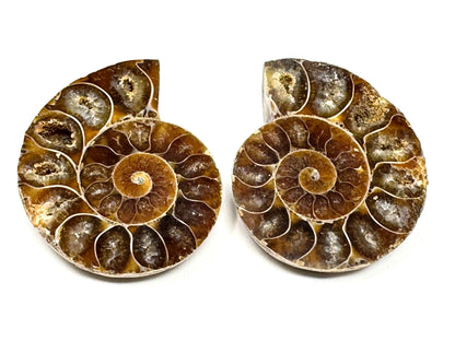 Ammonite Pair 5.4cm