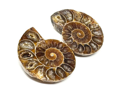 Ammonite Pair 5.4cm