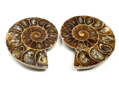 Ammonite Pair 5.4cm