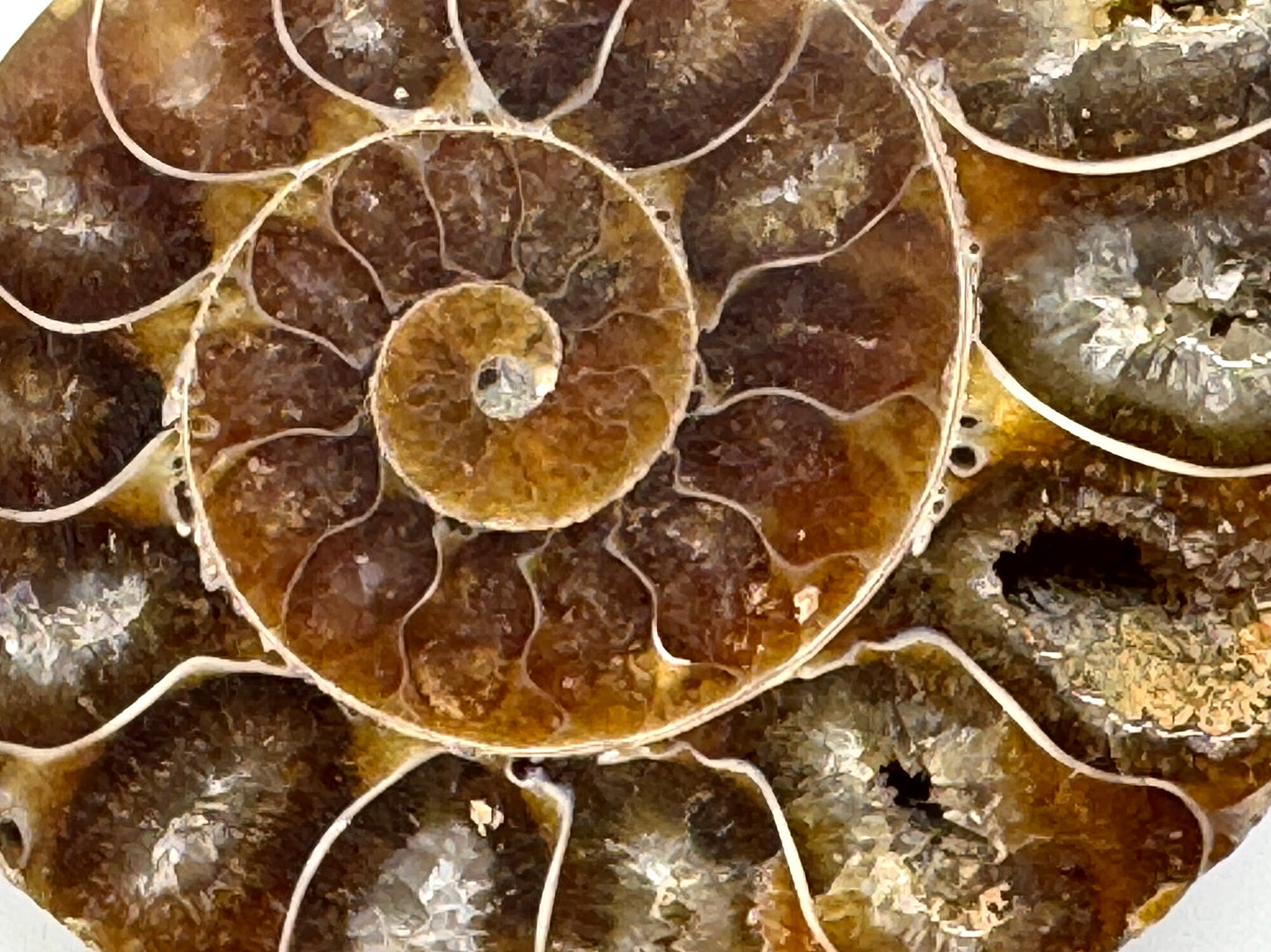 Ammonite Pair 5.4cm