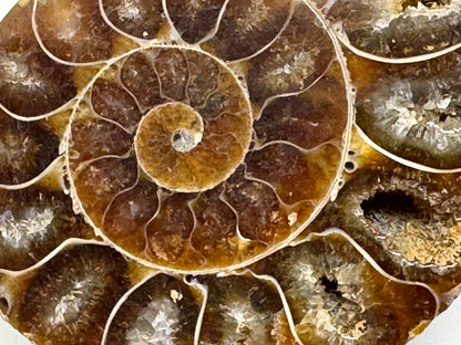 Ammonite Pair 5.4cm