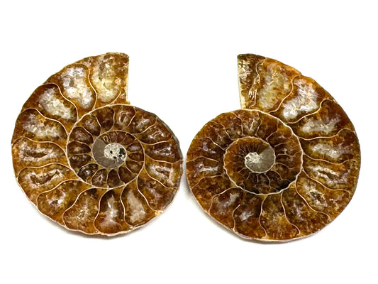 Ammonite Pair 5.6cm
