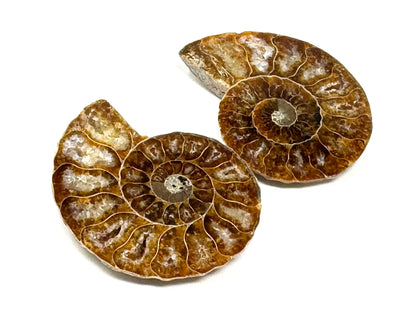 Ammonite Pair 5.6cm