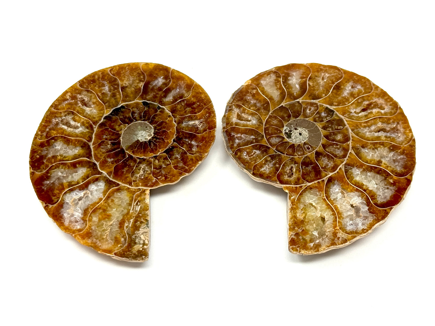 Ammonite Pair 5.6cm