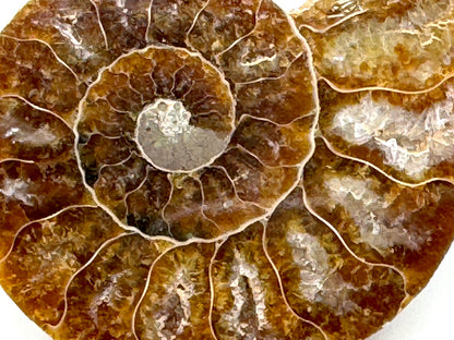 Ammonite Pair 5.6cm