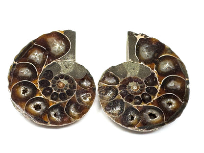 Ammonite Pair 5.2cm