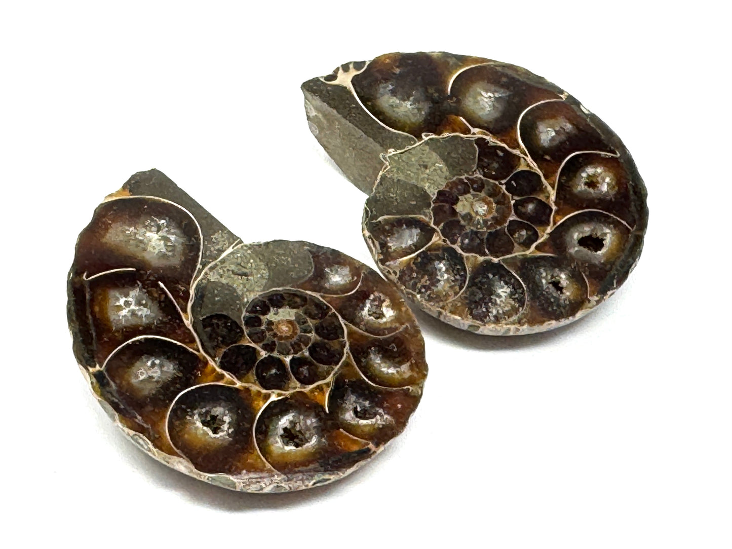 Ammonite Pair 5.2cm