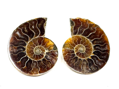 Ammonite Pair 3.8cm