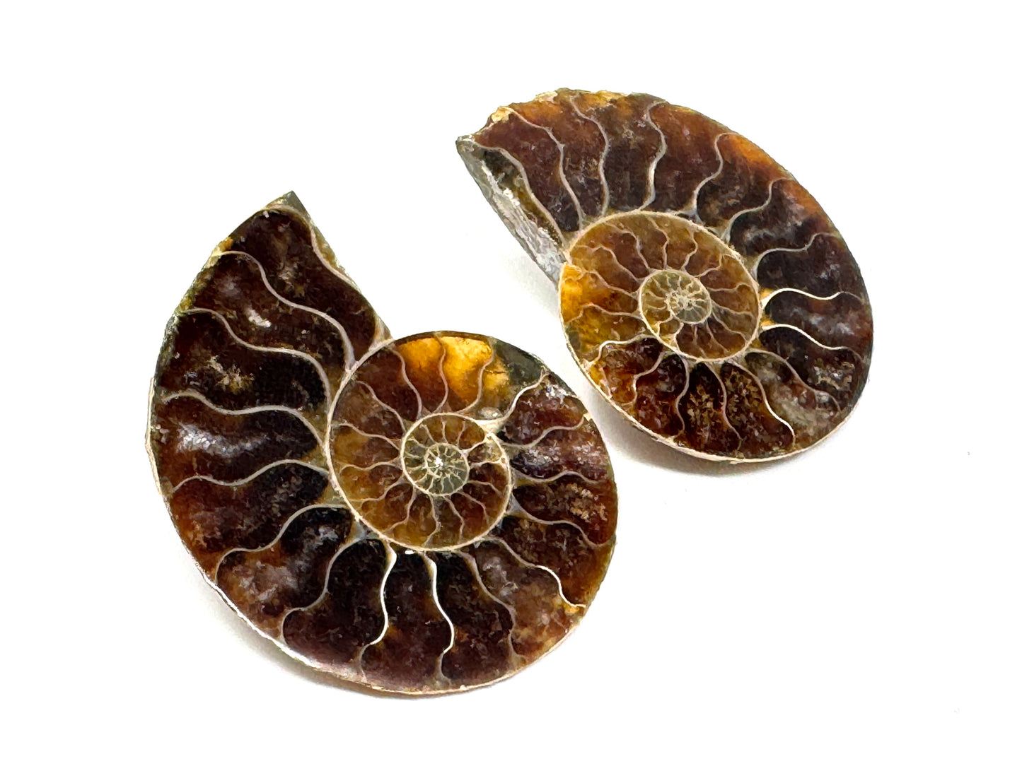 Ammonite Pair 3.8cm