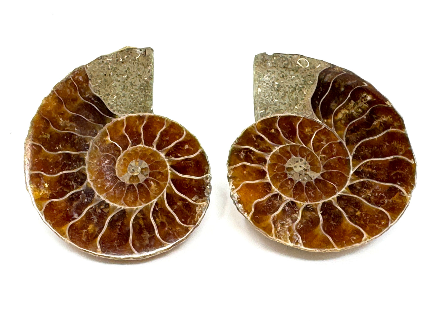 Ammonite Pair 3.7cm