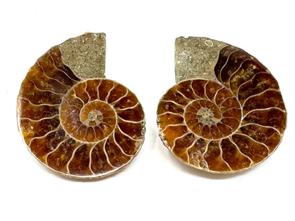 Ammonite Pair 3.7cm