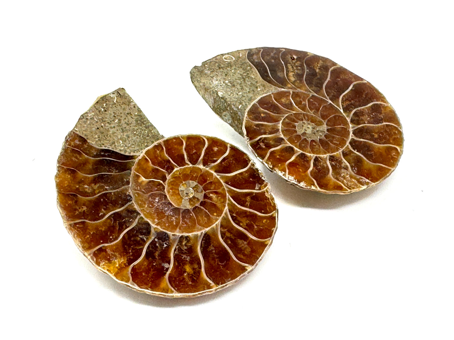 Ammonite Pair 3.7cm